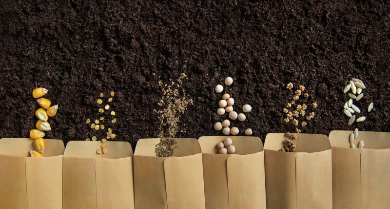 Best Vegetable Seed Companies